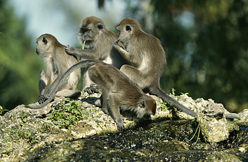 Do Monkeys Pay for Sex? – DECISION STATS